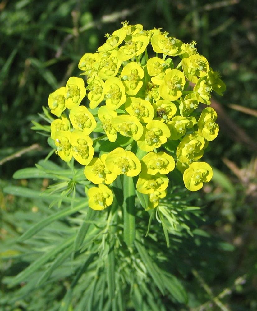 Euphorbia cyparissias